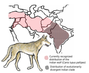 Indian wolf map