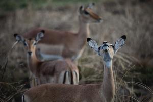 Impalas in the rain at Gorongosa National Park in central Mozambique