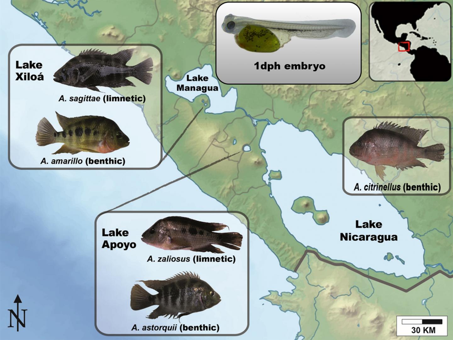 Sympatric Speciation of Midas Cichlid Fish