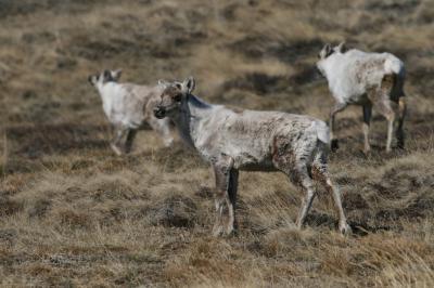 Caribous