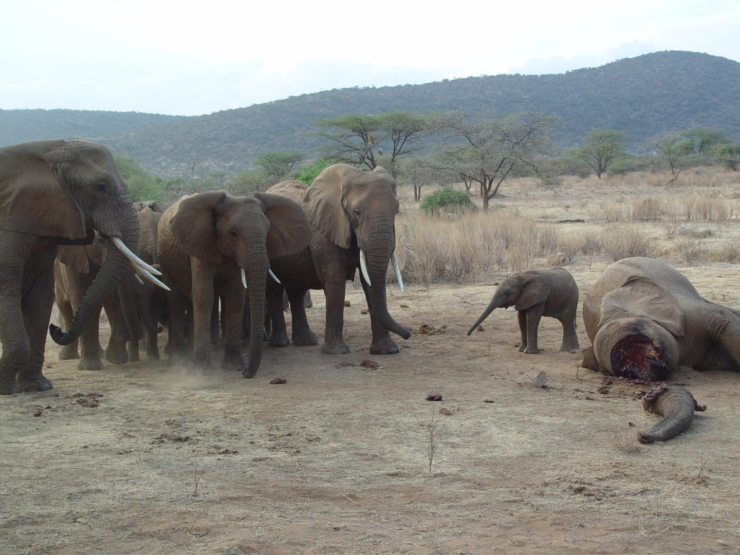 Elephant Poaching