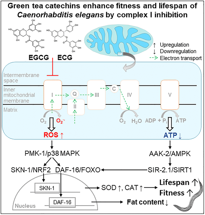 Figure 6. Scheme. Green tea catechins enhance fitness and lifespan of Caenorhabditis elegance by complex I inhibition.
