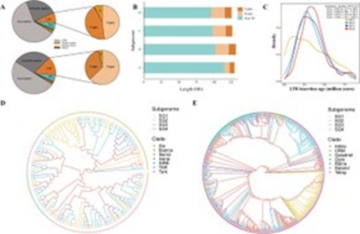 Identification of repetitive sequences and evolutionary analysis of long terminal repeat retrotransposon (LTR-RT) families in subgenomes of the cultivated strawberry genome.