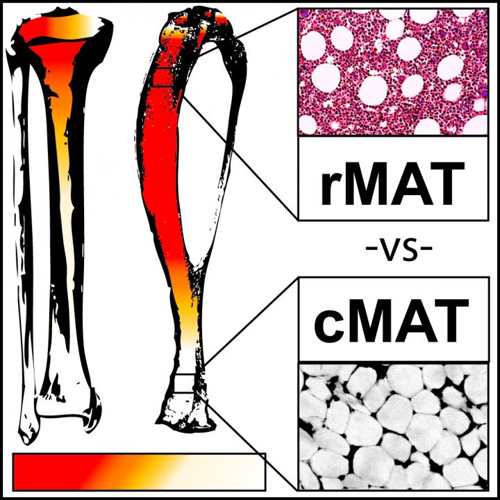 Two Kinds of Marrow Fat