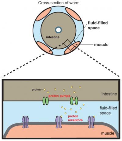 Protons Help Worms Defecate