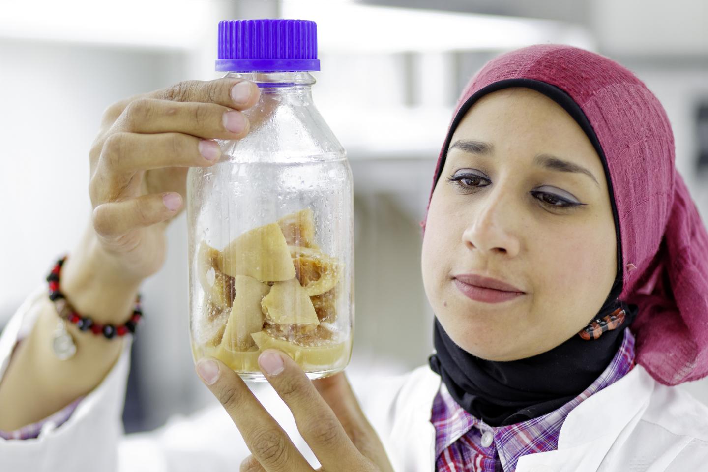 Shimaa Ebrahim, Max Planck Institute for Chemical Ecology