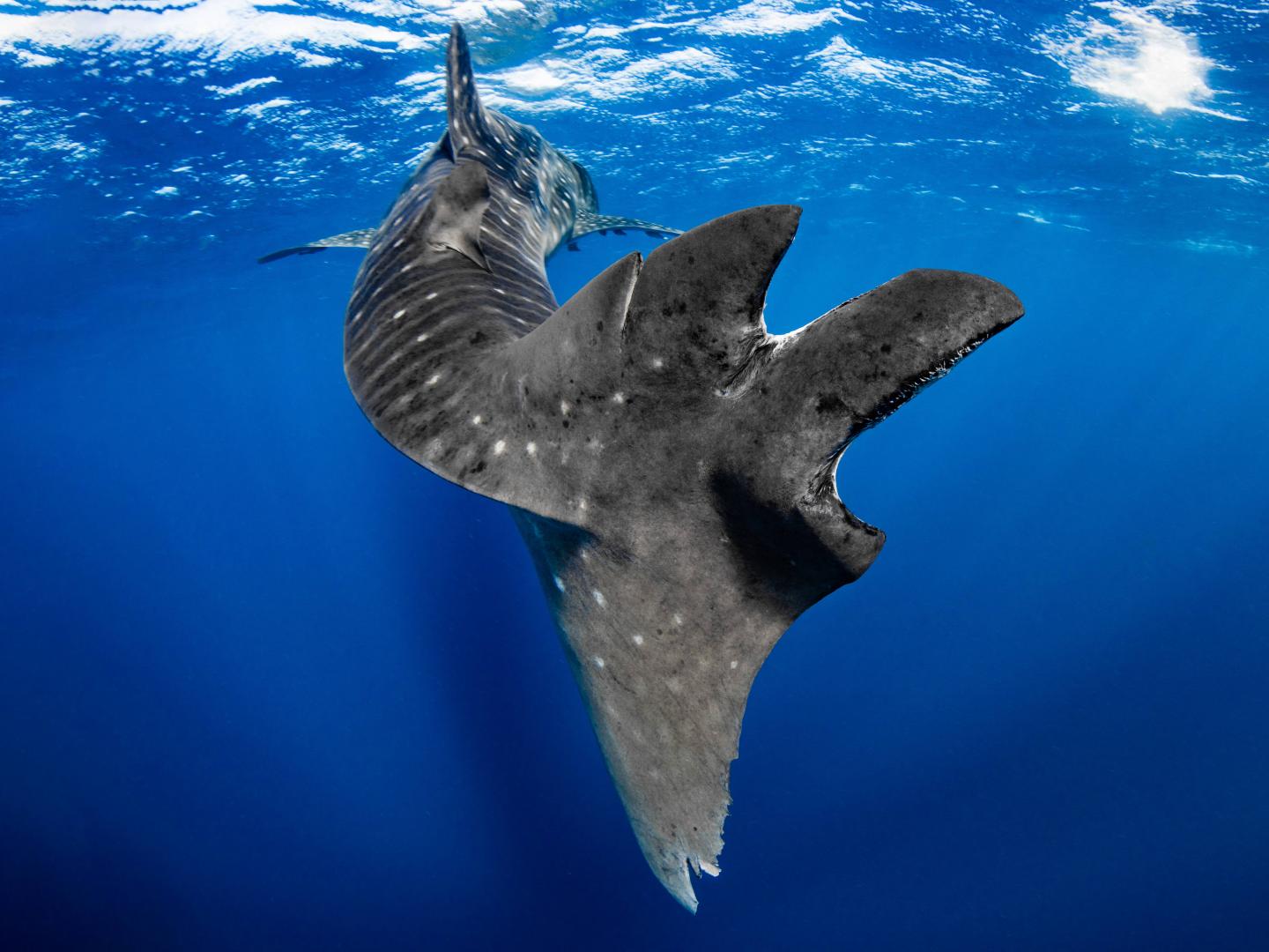 The Tail of a Whale Shark, Showing Massive Scarring