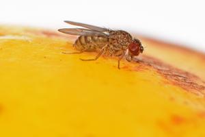 Fruit fly Drosophila mercatorum