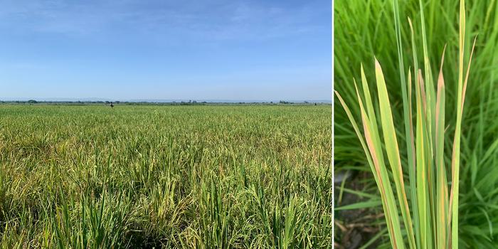 Infected rice fields in Kenya