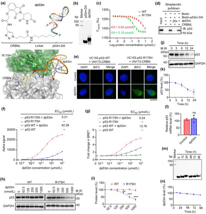 dp53m preferentially forms a ternary complex with p53-R175H and CRBN for degradation.