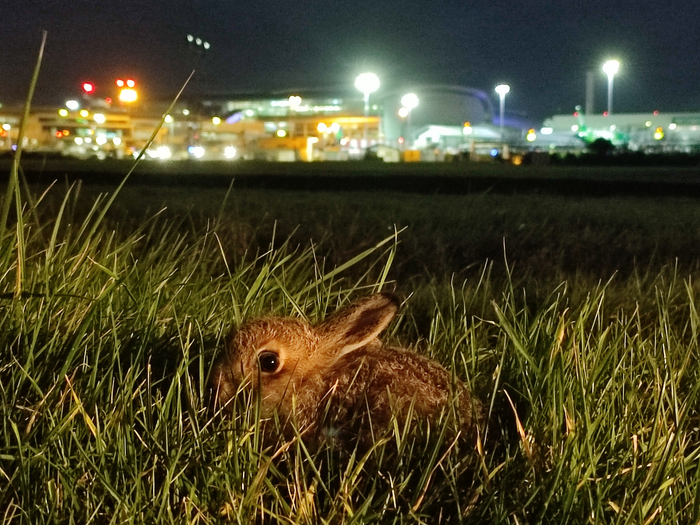 A leveret or young hare by the runway at Dublin Airport.