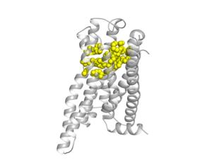 Model of Bitter Taste Receptor