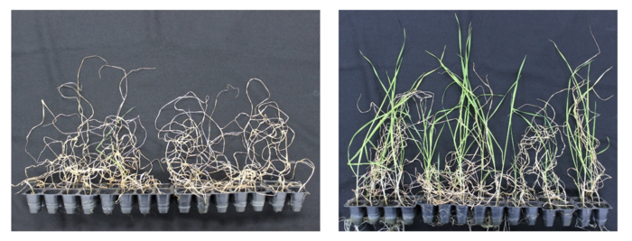 Ethanol treated soil helps wheat survive during drought