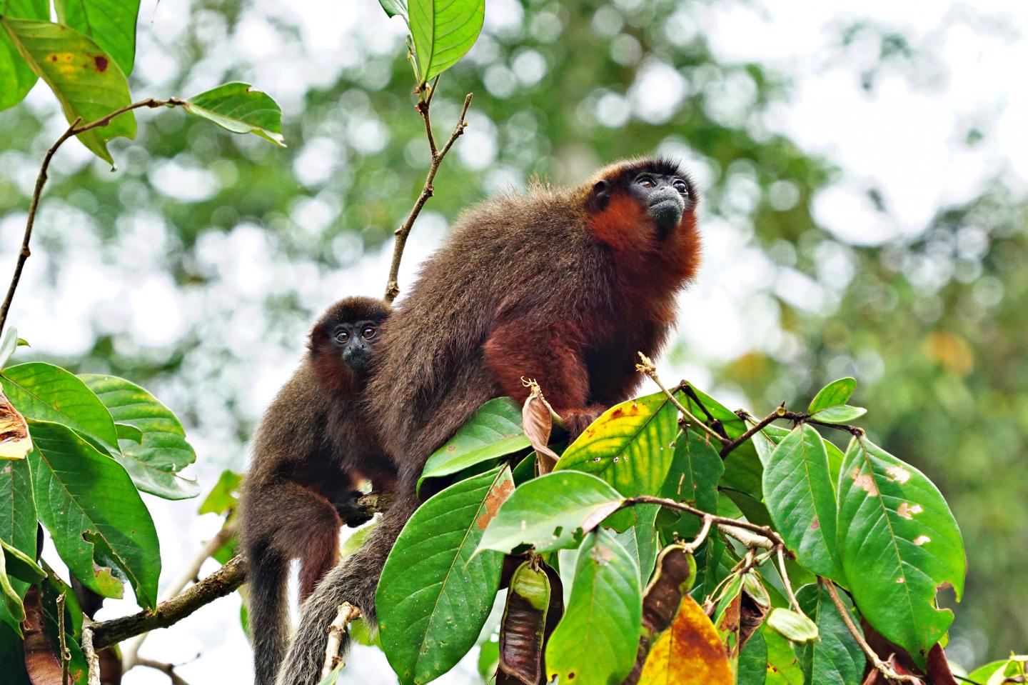 Coppery Titi Monkey