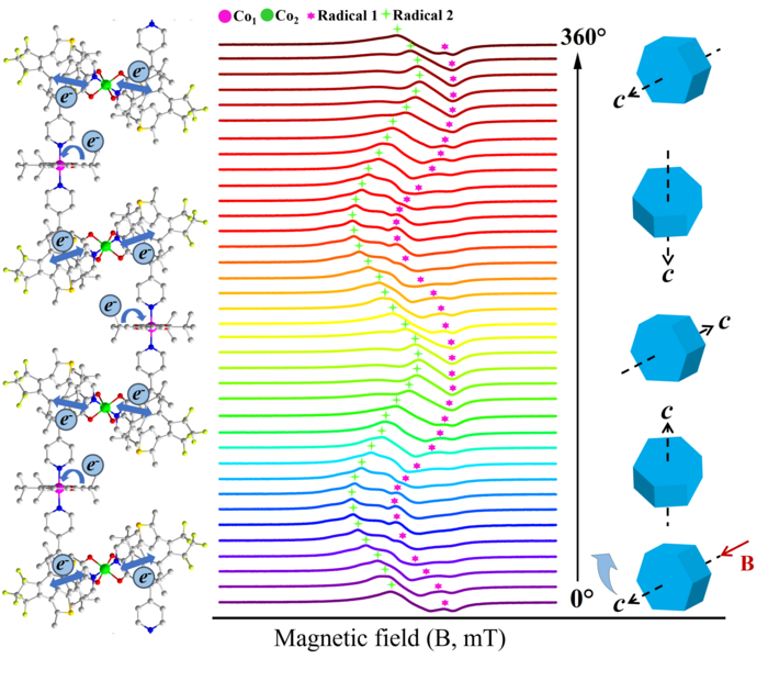 Dual-radical-based molecular anisotropy and synergy between magnetism and conductivity