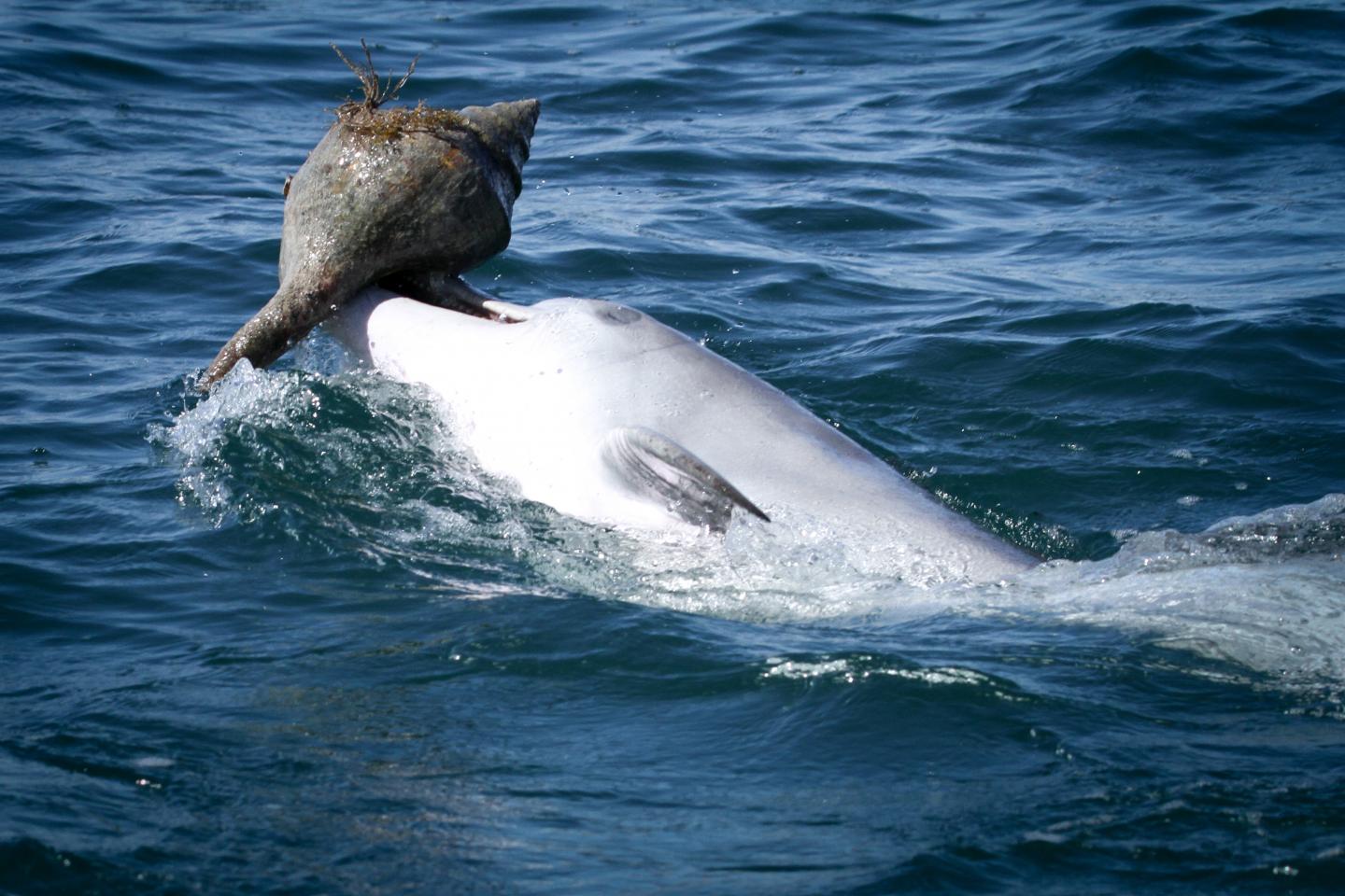 Dolphin shelling