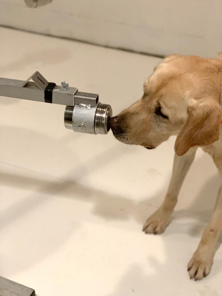 Detection dogs can identify SARS-CoV-2-positive samples