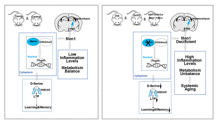 Loss of Menin helps drive the aging process, and dietary supplement can reverse it in mice