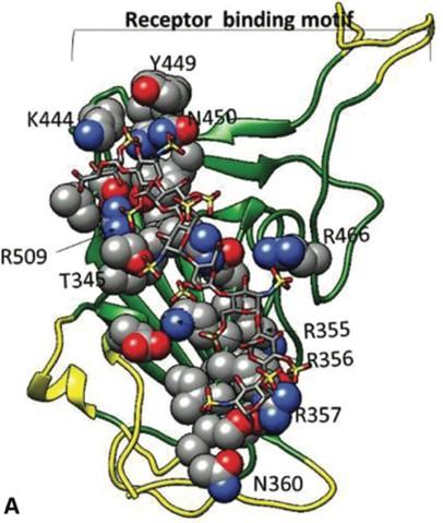 Heparin interactions