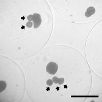 Co-Encapsulated Islets and Microspheres