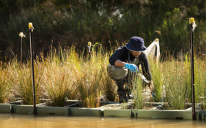 Floating wetlands