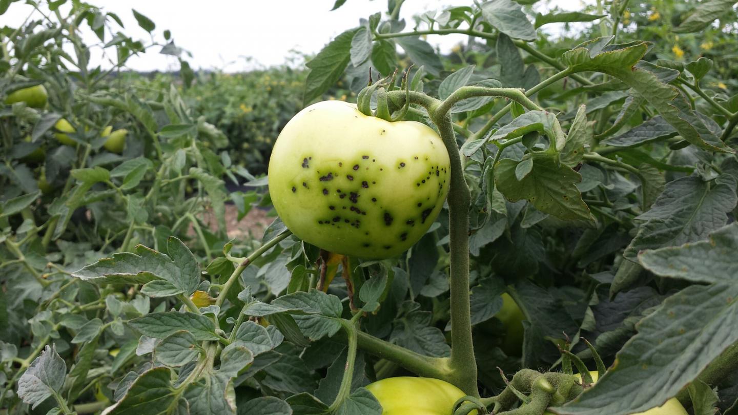Green tomato with bacterial speck disease