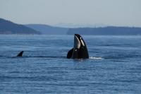Southern resident killer whale swims in the Salish Sea