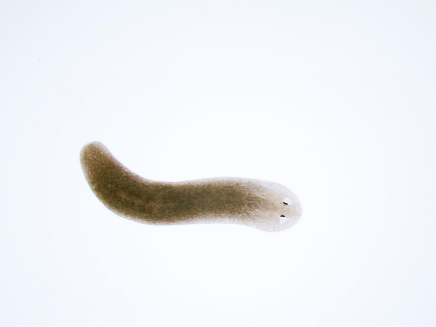 In Living Flatworms, Static Weak Magnetic Fields Affect Cell Growth (6 of 7)