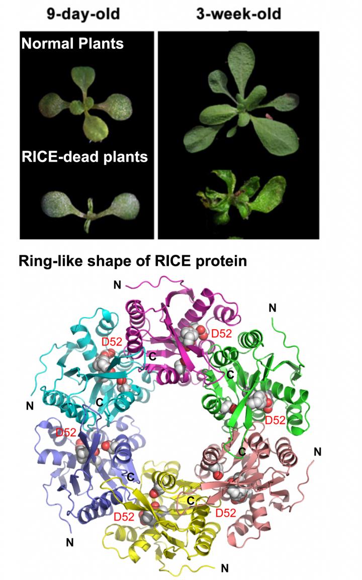 Scientists Identify Two New Proteins Connected to Plant Development