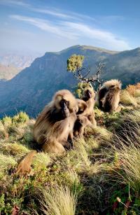 Geladas at Simien Mountains National Park