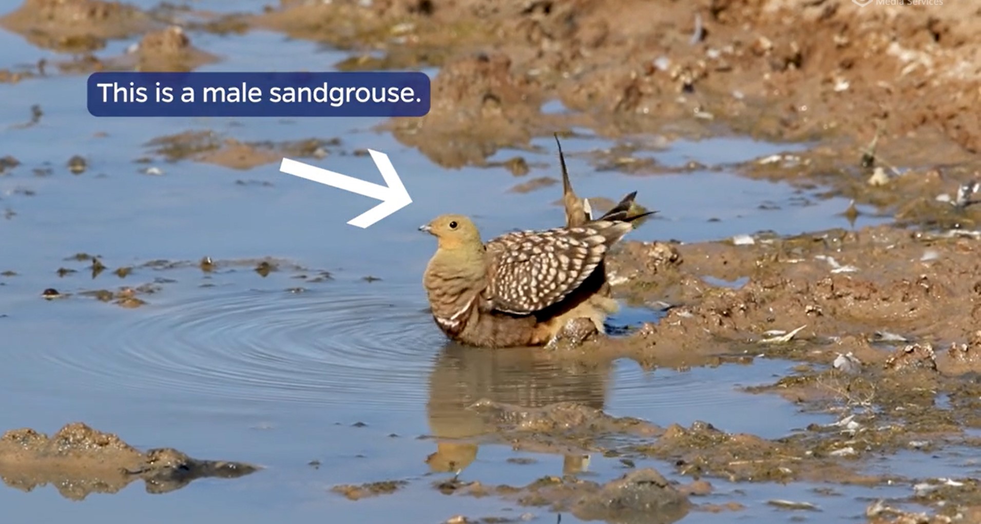 How an African bird might inspire a better wa EurekAlert!