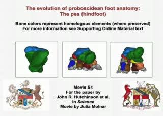 The Evolution of the Elephant's 'Sixth Toe' (1 of 3)