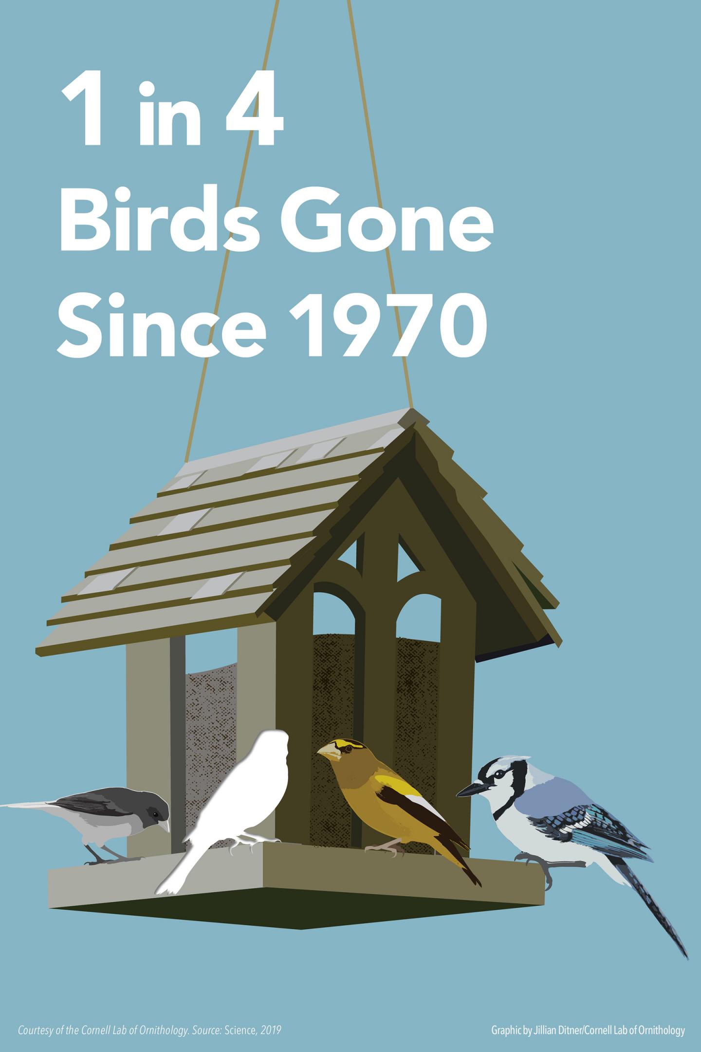 1 in 4 Birds Gone