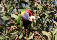 Rainbow Lorikeet