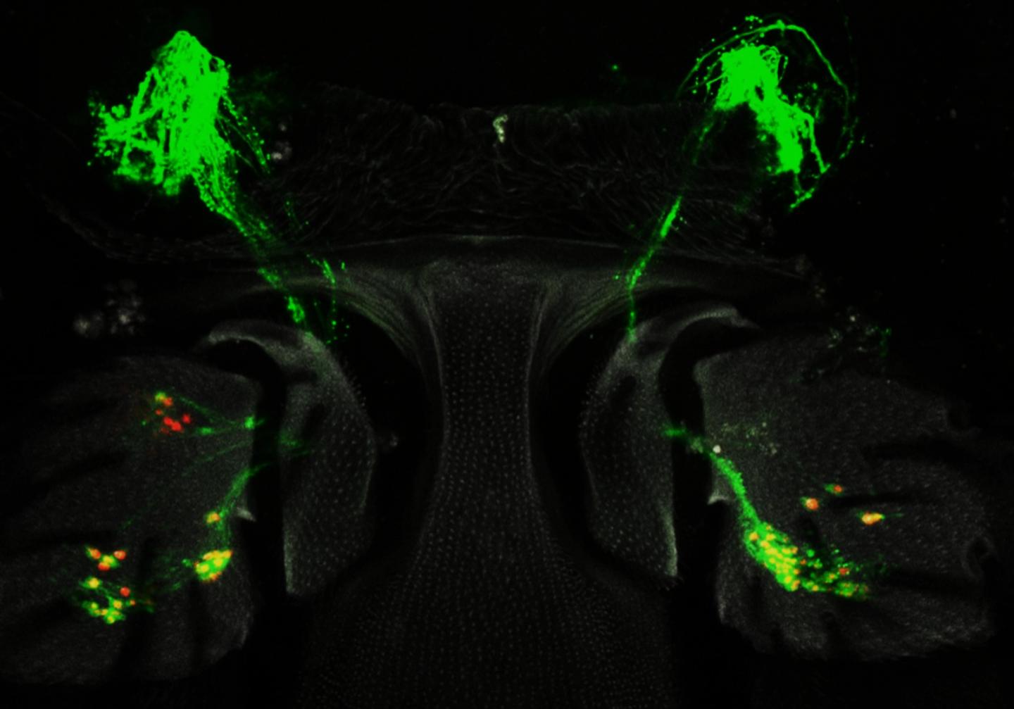 Fruit Fly Sensory hearing cells