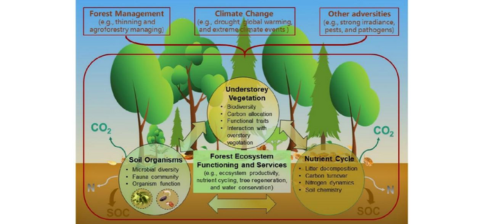 Figure 1. Conceptual roles of understory vegetation in forest ecosystem functioning and services, and its response to management practice and climate change.