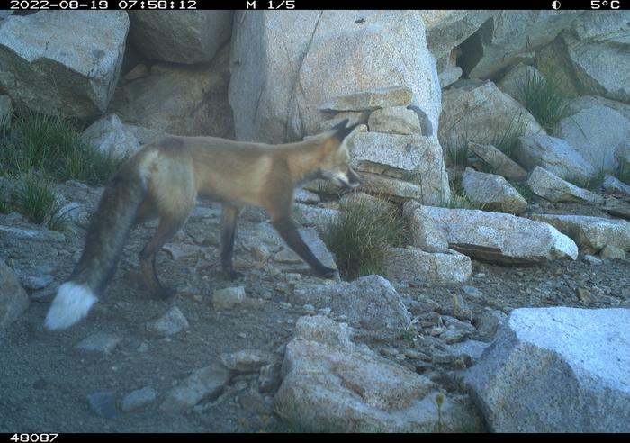 Sierra Nevada red fox, photo by National Park Service