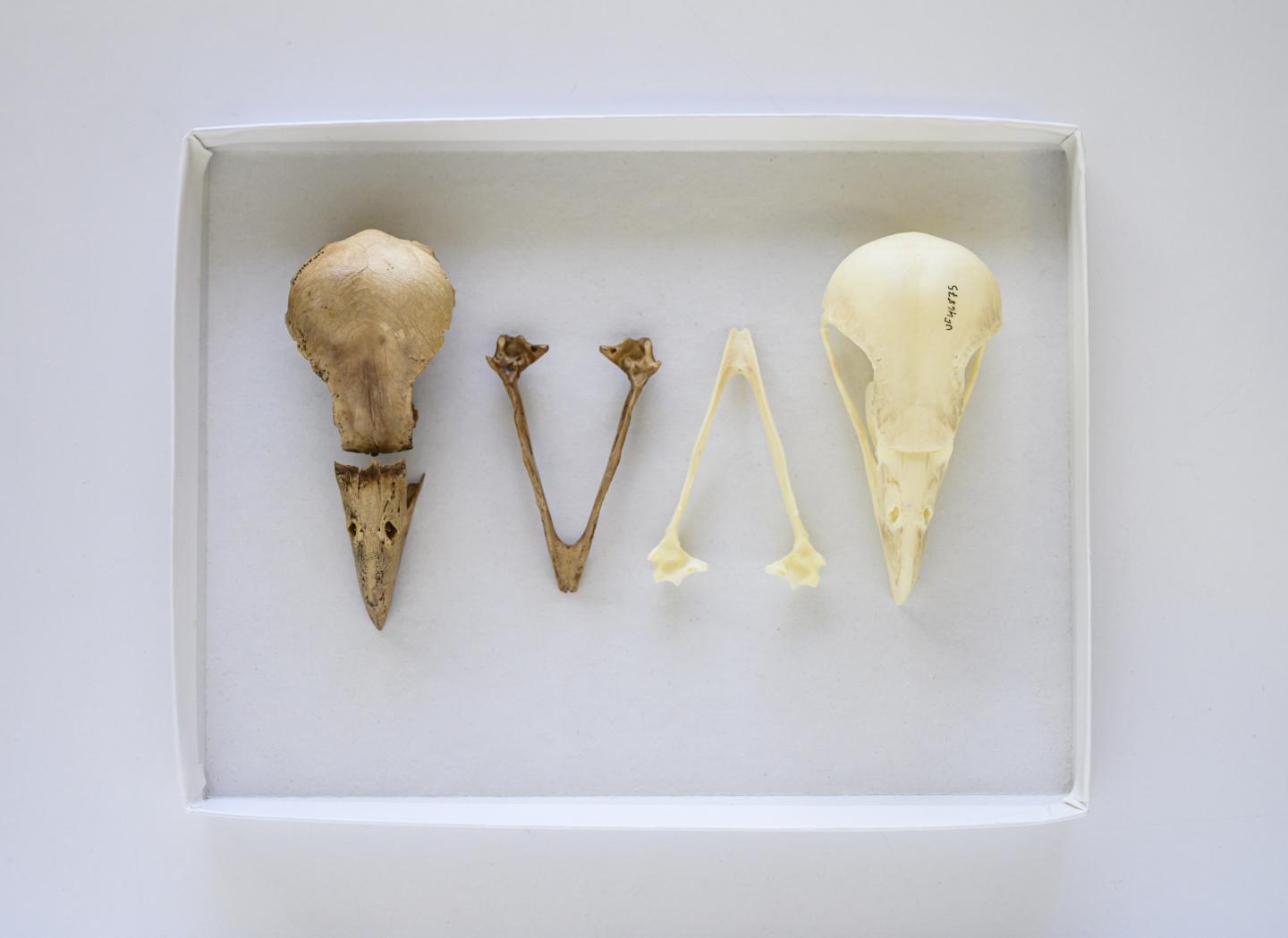 Extinct Bird Closely Related to Modern Caracaras