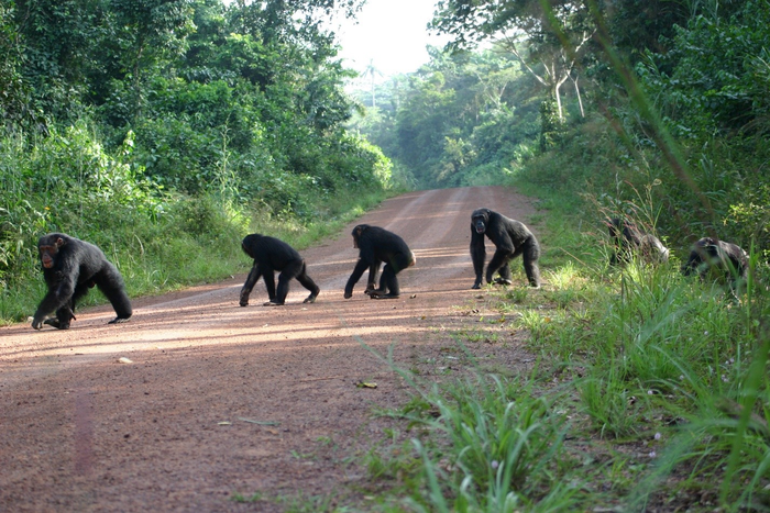 Chimpanzees crossing a road