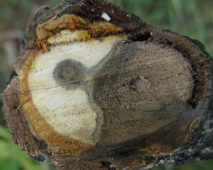 Thousand Canker Disease can destroy a tree from the inside out