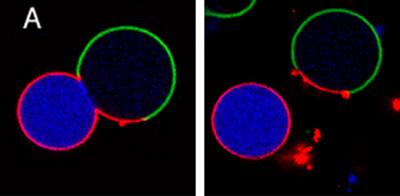 New Technique Sheds Light on the Mysterious Process of Cell Division (1 of 2)