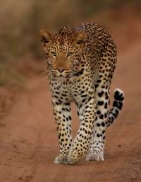 Leopard in the Phinda Private Game Reserve, South Africa