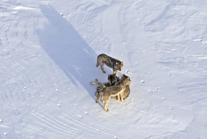 Isle Royale Winter Study finds wolves living | EurekAlert!