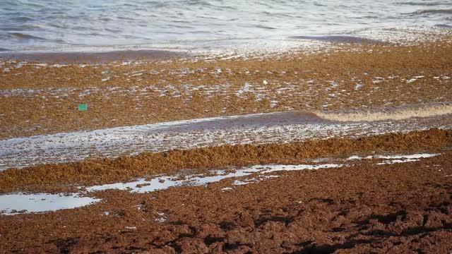 Sargassum Has Been Transformed into a Toxic 'Dead Zone'