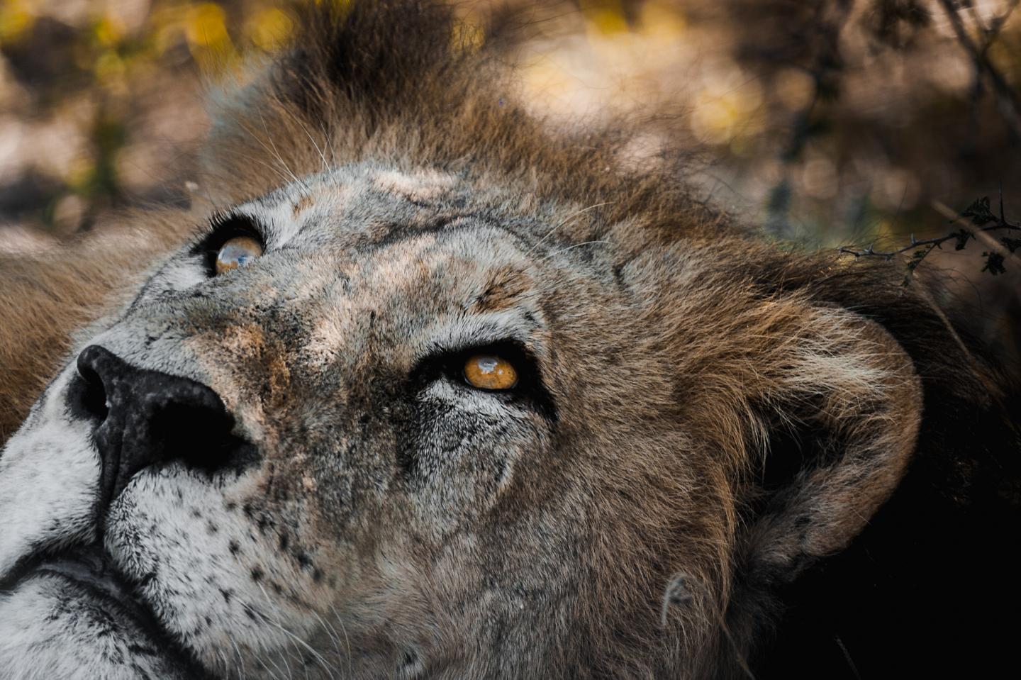 African Lion (1 of 2)