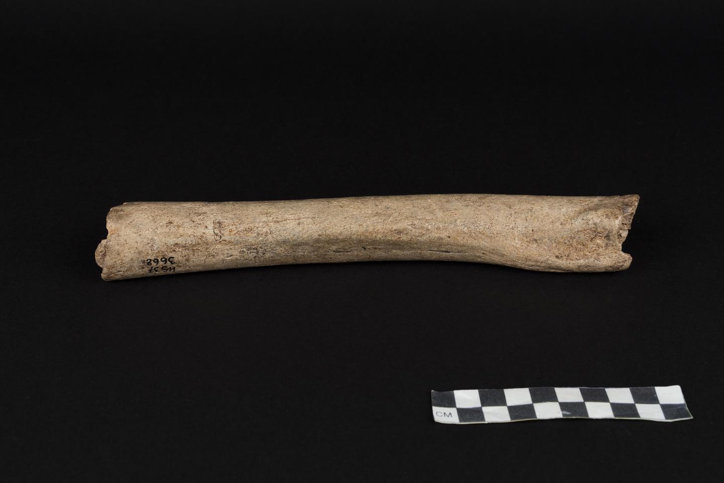 Neandertal Femur