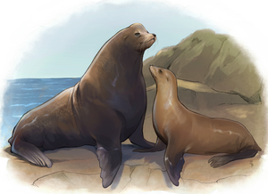 Male and female California sea lions