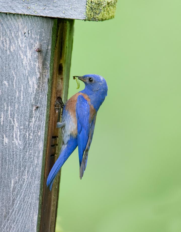 Western Bluebird