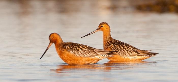 Bar-tailed Godwit