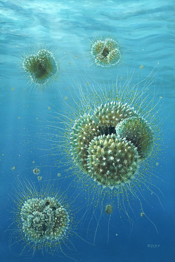 Reconstruction of the 40 Million-Year Old Planktonic Foraminifer <em>Acarinina mcgowrani</em>